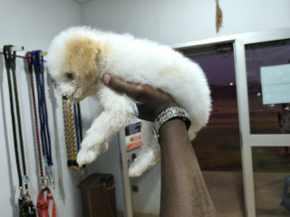 Caniche