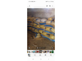 Vente de céréales  maïs soja sésame anacade ect