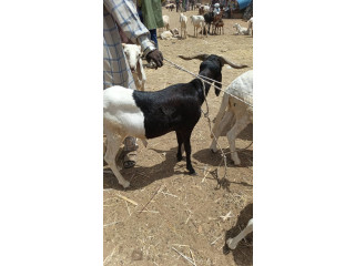 Mouton de Tabaski