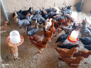 Vente des œufs de fécondité, poussins kurolers, poulets kurolers pour la consommation et la reproduction