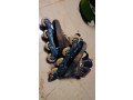 chaussures-roullette-small-0
