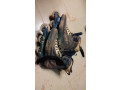 chaussures-roullette-small-1