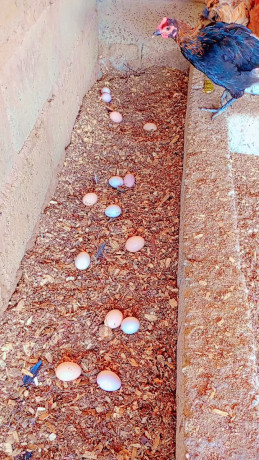 oeuf-feconds-de-kurolers-big-0