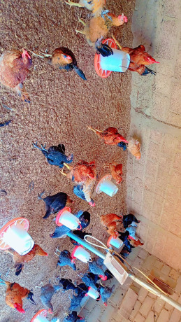 oeuf-feconds-de-kurolers-big-1