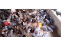 vente-en-gros-et-detaillivraison-possible-partout-a-ouaga-small-0