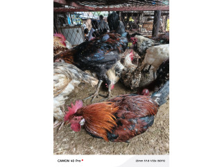 Vente en gros et détail