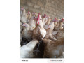 poulet-coquelet-small-1