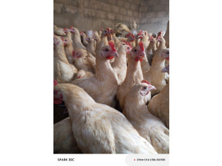 Poulet coquelet