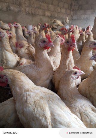 poulet-coquelet-big-0