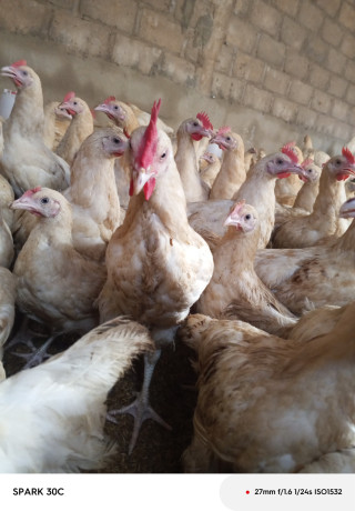 poulet-coquelet-big-1