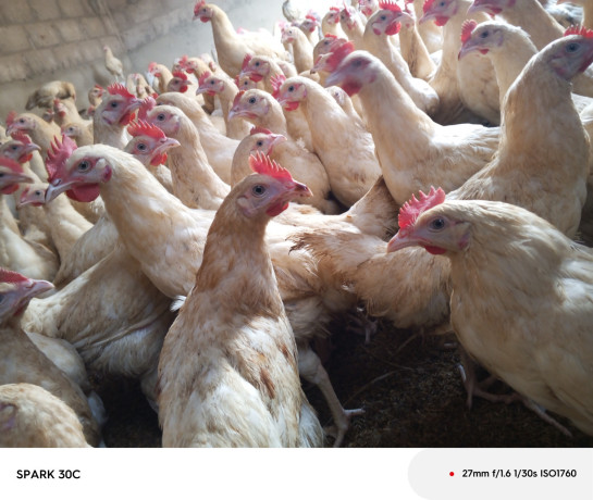 poulet-coquelet-big-2