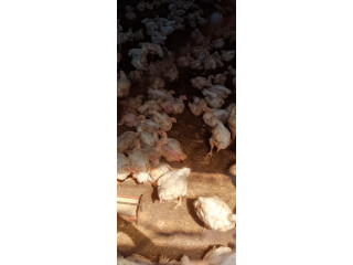 Vente de poulet de chair