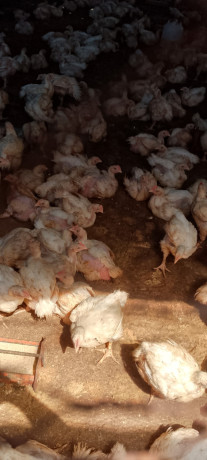 vente-de-poulet-de-chair-big-0