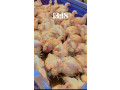 poulet-de-chair-disponible-small-0