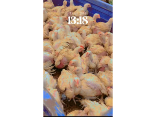 POULET DE CHAIR DISPONIBLE