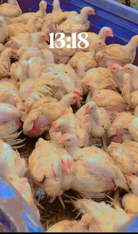 poulet-de-chair-disponible-big-0