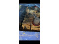 gros-poulets-ceremonies-aux-particuliers-et-revendeurs-small-2