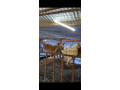 gros-poulets-ceremonies-aux-particuliers-et-revendeurs-small-1
