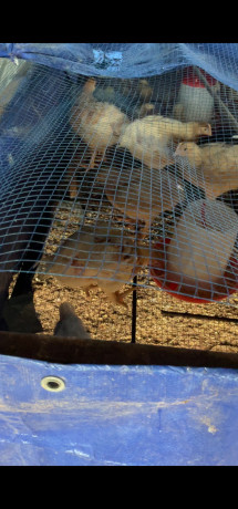 gros-poulets-ceremonies-aux-particuliers-et-revendeurs-big-2
