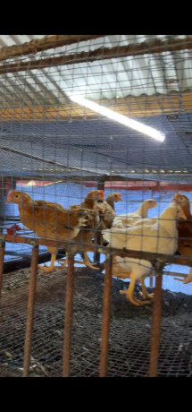gros-poulets-ceremonies-aux-particuliers-et-revendeurs-big-1