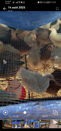 gros-poulets-ceremonies-aux-particuliers-et-revendeurs-big-0