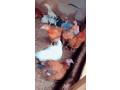 des-poules-en-vente-pour-vos-ceremonie-et-autres-small-0