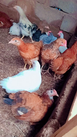 des-poules-en-vente-pour-vos-ceremonie-et-autres-big-0