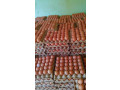 vente-doeufs-de-consommation-small-1