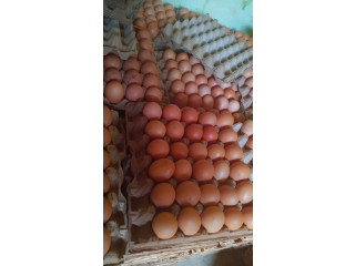 Vente d'oeufs de consommation
