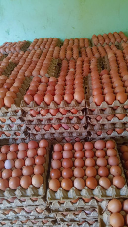 vente-doeufs-de-consommation-big-1