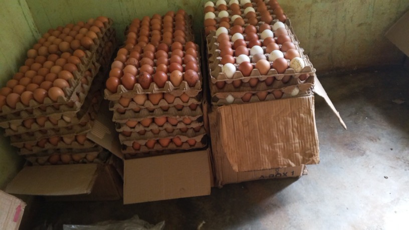 vente-doeufs-de-consommation-big-2