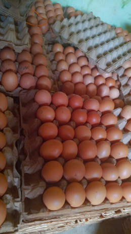 vente-doeufs-de-consommation-big-0