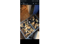poussins-de-qualite-small-0