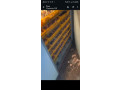 poussins-de-qualite-small-1