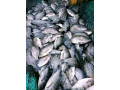 vente-de-poissons-et-alevins-small-0
