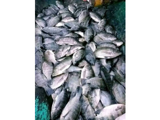 Vente de poissons et alevins