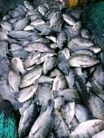 vente-de-poissons-et-alevins-big-0