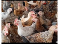 promotion-speciale-poulets-locaux-ameliores-small-0