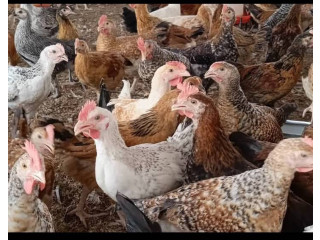PROMOTION SPÉCIALE  POULETS LOCAUX AMÉLIORÉS !