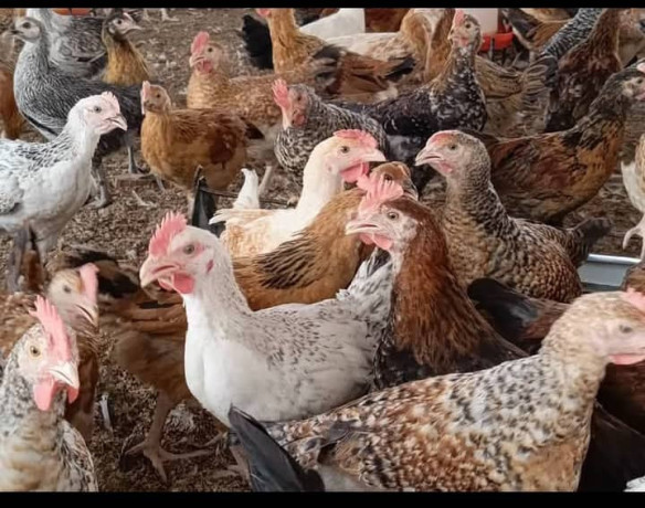 promotion-speciale-poulets-locaux-ameliores-big-0