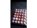 vente-des-poulets-locaux-100-elevage-bioet-des-oeufs-feconde-a-bobo-dioulasso-preciment-a-nienetanumero-de-telephone-64137228-small-2