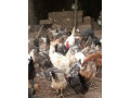 vente-des-poulets-locaux-100-elevage-bioet-des-oeufs-feconde-a-bobo-dioulasso-preciment-a-nienetanumero-de-telephone-64137228-small-0