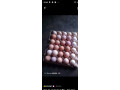 vente-des-poulets-locaux-100-elevage-bioet-des-oeufs-feconde-a-bobo-dioulasso-preciment-a-nienetanumero-de-telephone-64137228-small-1