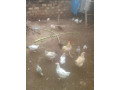 vente-des-poulets-locaux-100-elevage-bioet-des-oeufs-feconde-a-bobo-dioulasso-preciment-a-nienetanumero-de-telephone-64137228-small-3