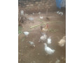 vente-des-poulets-locaux-100-elevage-bioet-des-oeufs-feconde-a-bobo-dioulasso-preciment-a-nienetanumero-de-telephone-64137228-small-4