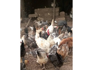 Vente des poulets locaux 100% élevage bio,et des oeufs fecondé a bobo dioulasso preciment a niènètanuméro de téléphone 64137228