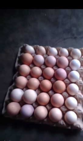 vente-des-poulets-locaux-100-elevage-bioet-des-oeufs-feconde-a-bobo-dioulasso-preciment-a-nienetanumero-de-telephone-64137228-big-2