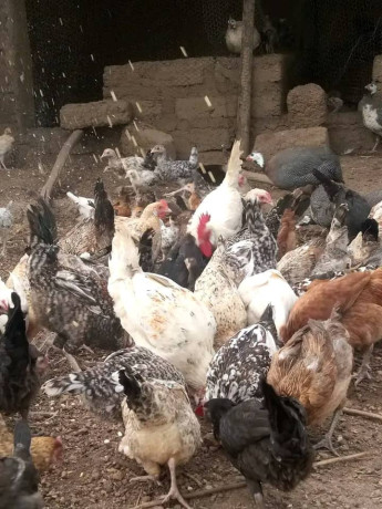 vente-des-poulets-locaux-100-elevage-bioet-des-oeufs-feconde-a-bobo-dioulasso-preciment-a-nienetanumero-de-telephone-64137228-big-0