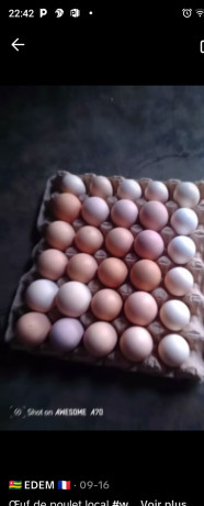 vente-des-poulets-locaux-100-elevage-bioet-des-oeufs-feconde-a-bobo-dioulasso-preciment-a-nienetanumero-de-telephone-64137228-big-1