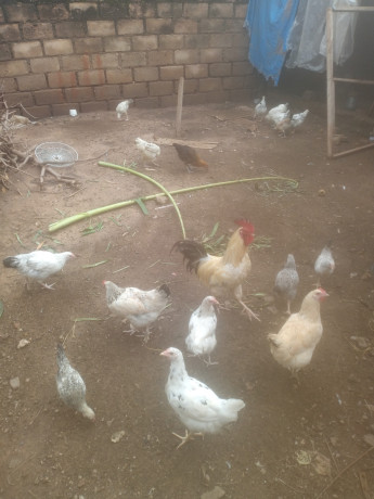 vente-des-poulets-locaux-100-elevage-bioet-des-oeufs-feconde-a-bobo-dioulasso-preciment-a-nienetanumero-de-telephone-64137228-big-3